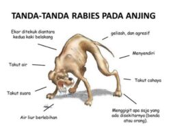 Pemkot Palembang Cegah Rabies, Ini yang Dilakukan