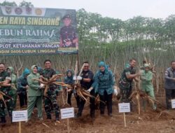 Pangdam II Sriwijaya Bersama Pj Wali Kota Panen Raya Singkong Garuda, Dorong Ketahanan Pangan dan Perangi Stunting